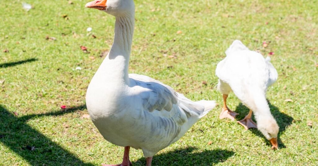 Arkansas Legislature 2026 Bills