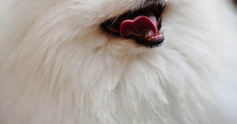 My Little Puppy game