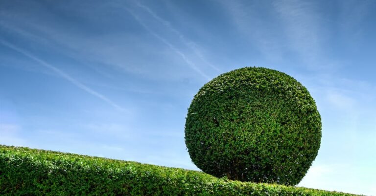 cold-proof topiary plants