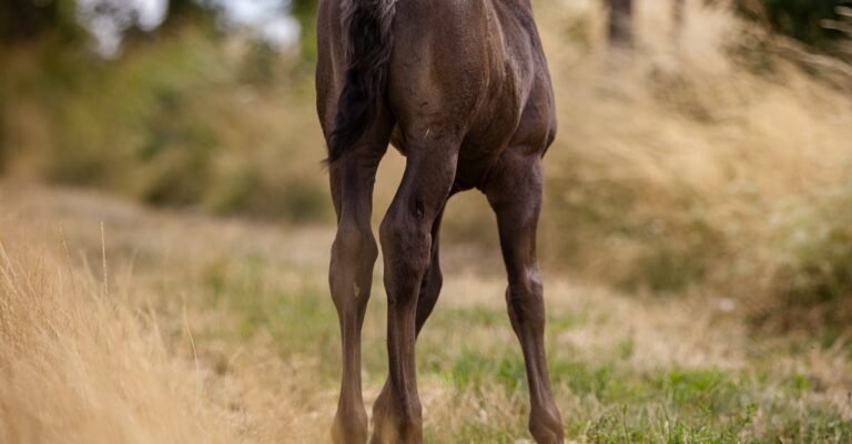 Colts back Ballard Steichen