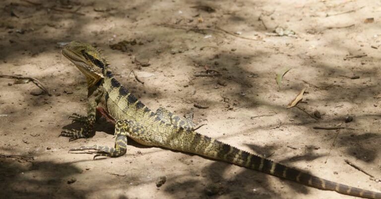 Invasion Day Australia