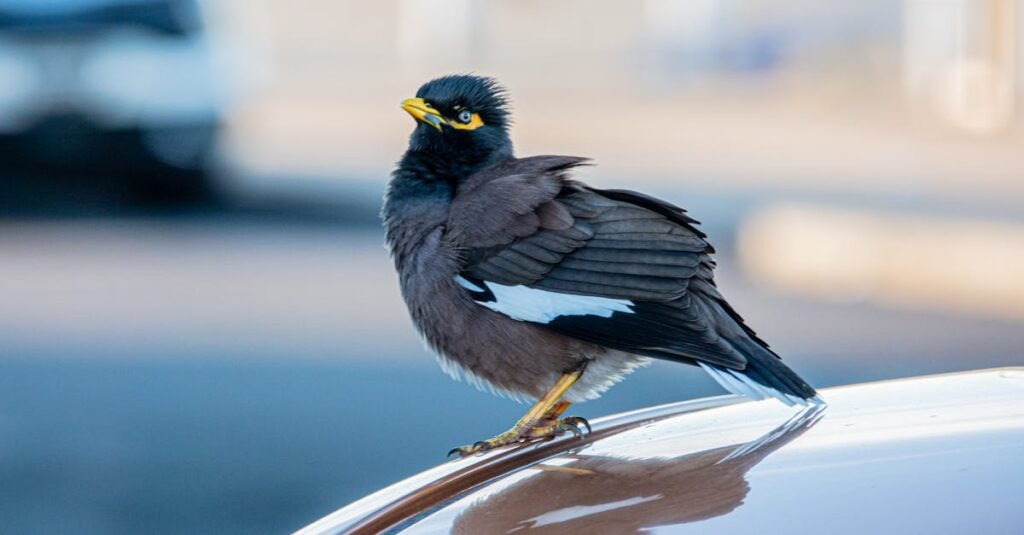 Invasion Day Australia
