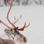 Trump Greenland takeover