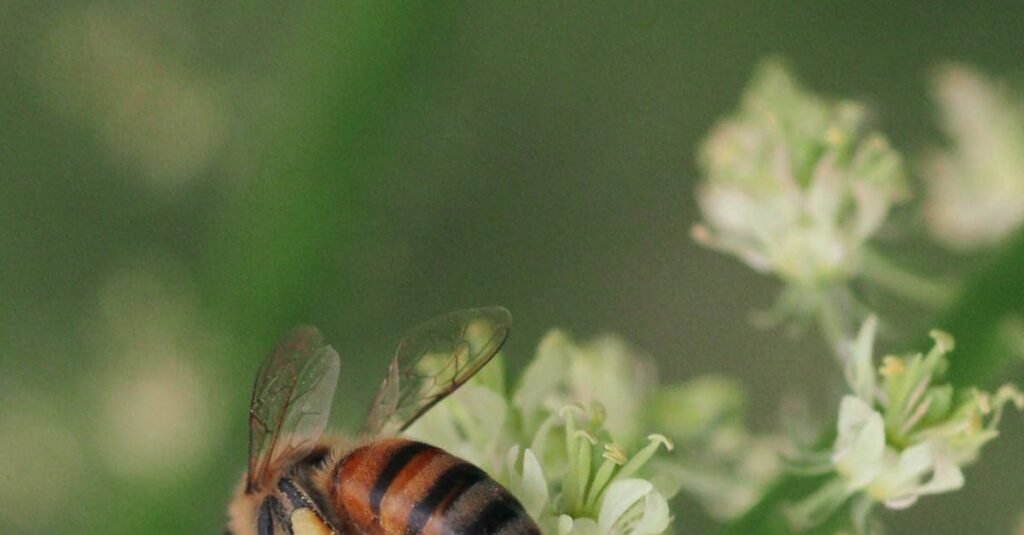White County Spelling Bee