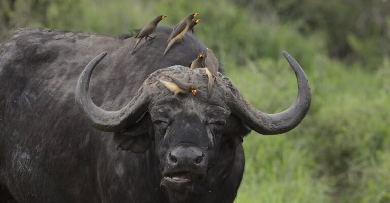 Buffalo Bills pre-draft visit