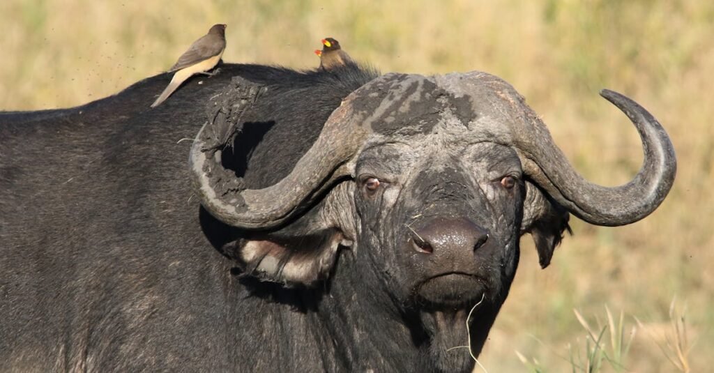 Buffalo Bills pre-draft visit