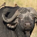 Buffalo Bills pre-draft visit