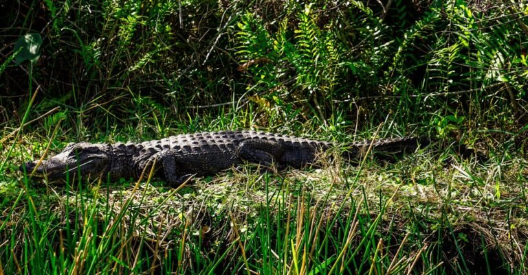 Florida Everglades secret