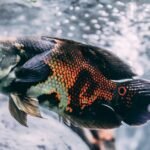 Josh Groban Oscars moment