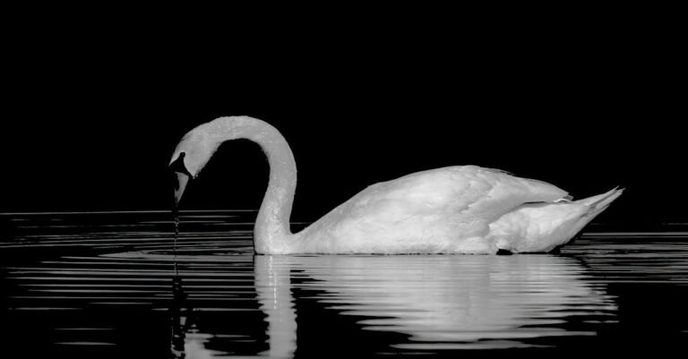 most popular birth day