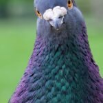 most popular birth day