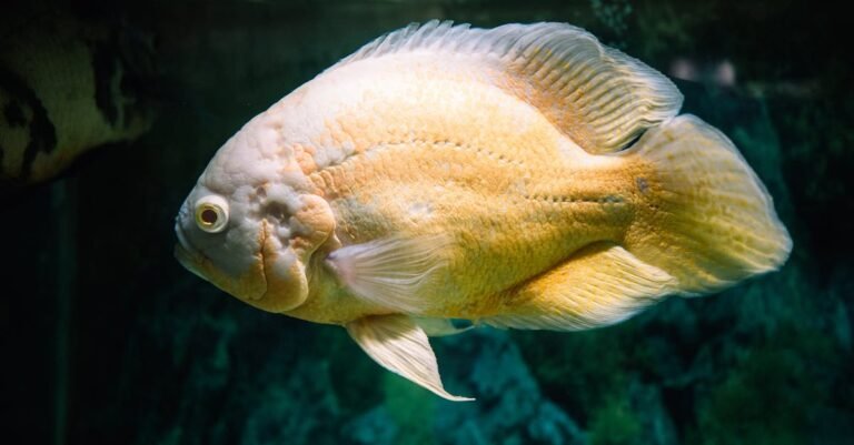 Oscars daring fashion