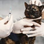 pet preventive care