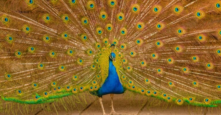 Peacock streaming wars