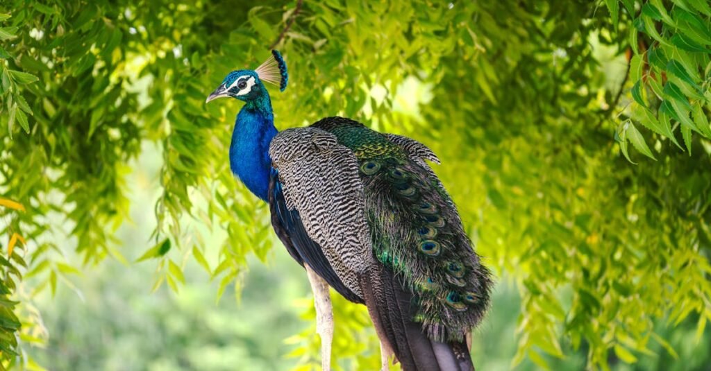 Peacock streaming wars