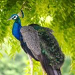 Peacock streaming wars