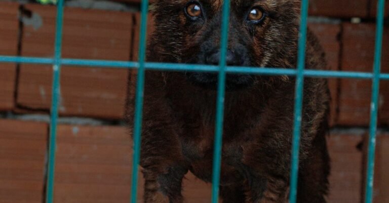 rabies case discovered