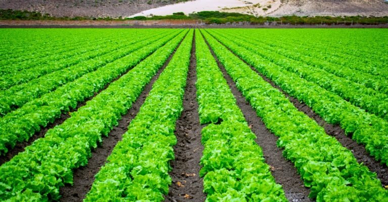 Stanislaus County farms