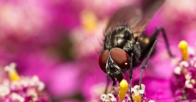 Remarkably Bright Creatures