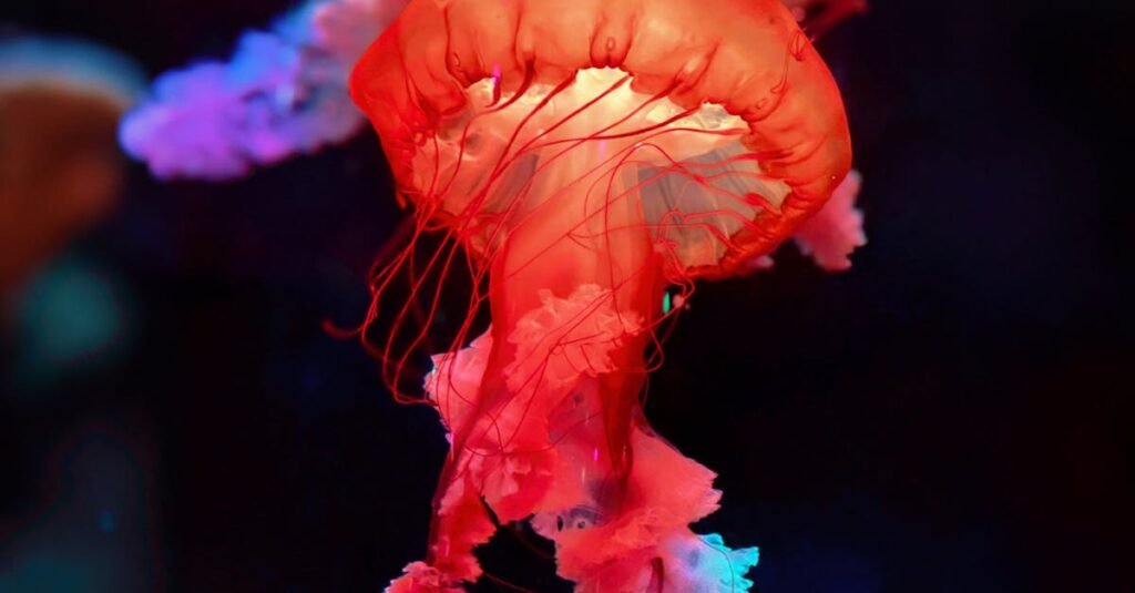 Remarkably Bright Creatures