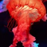 Remarkably Bright Creatures