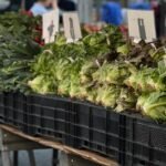 local farmers market
